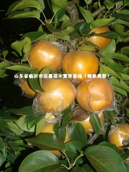 供應(yīng)新品種晚秋黃梨苗