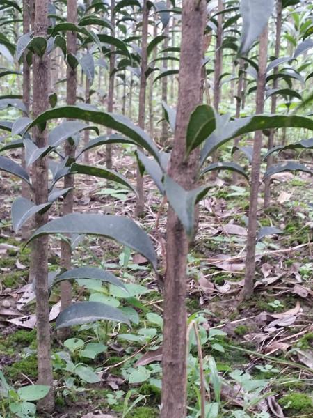 供應(yīng)廣西速生金桂-速生金桂價錢-速生金桂報價