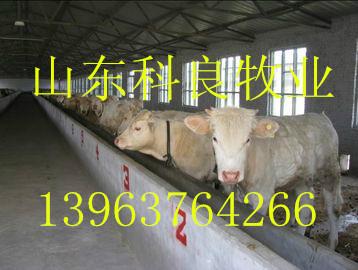 肉牛的养殖利润图片