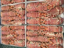 供應(yīng)進(jìn)口玫瑰龍蝦