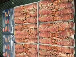 供應(yīng)進(jìn)口玫瑰龍蝦