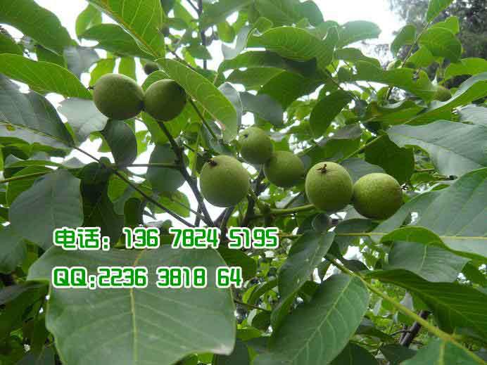 供應(yīng)用于產(chǎn)果|增加經(jīng)濟(jì)收入的內(nèi)江核桃苗