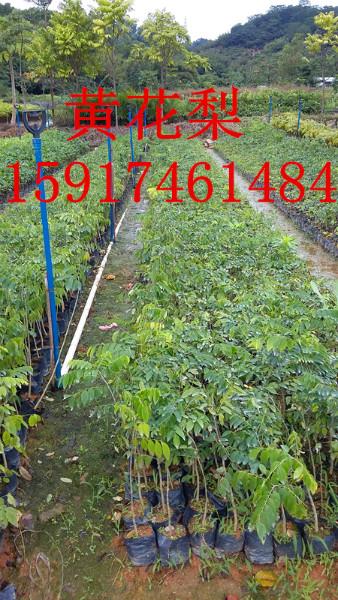 供應(yīng)四季桂小苗批發(fā)，廣州四季桂優(yōu)惠批發(fā)出售，四季桂簡介，四季桂價格。