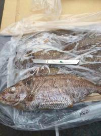 新西蘭銀綢魚(yú)圖片/新西蘭銀綢魚(yú)樣板圖 (3)