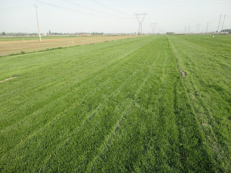 石家庄市河北混播黑麦草草坪种植基地厂家