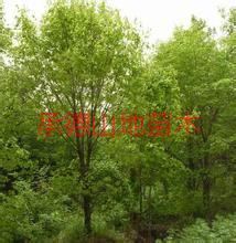 供應(yīng)宿州蒙古櫟價格；阜陽蒙古櫟批發(fā)；阜陽蒙古櫟苗木基地；承德山地苗木