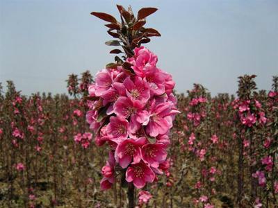 凱爾斯海棠苗/芽苗/根接苗圖片