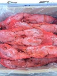 供應(yīng)熟凍波士頓龍蝦