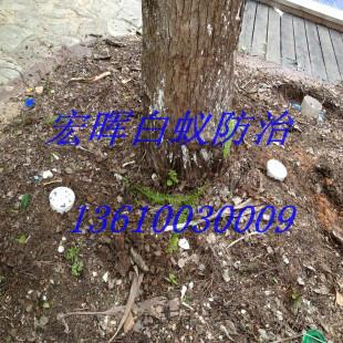 供應(yīng)新港街道白蟻防治中心，新港街道白蟻防治電話，新港街道滅白蟻*