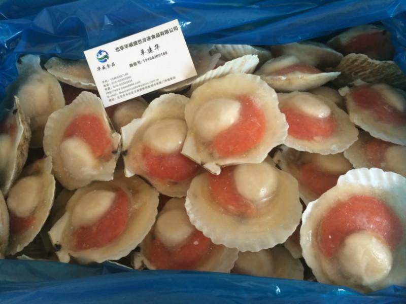 供應(yīng)朝鮮半殼貝