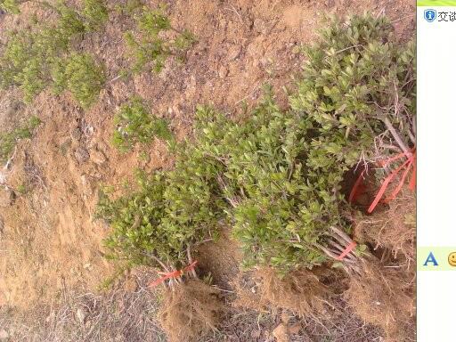 供應(yīng)金銀花苗0.60包郵