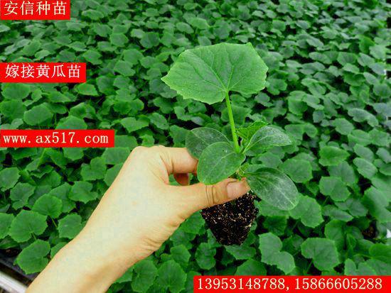 山東黃瓜苗圖片