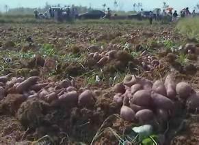 供應烤地瓜的好品種煙薯25 山東烤地瓜供應商 山東煙薯25