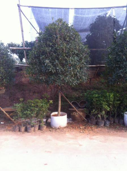 供應桂花-桂花球-高桿桂花-桂花基地