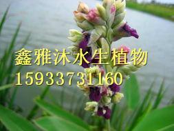 供应再力花种苗基地，销售芦苇苗，荷花苗，睡莲苗，红莲苗，鸢尾苗等