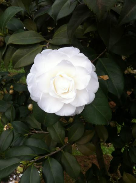 山茶花批發(fā)價格圖片/山茶花批發(fā)價格樣板圖 (2)