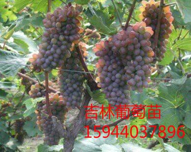 供應(yīng)茉莉香葡萄苗，茉莉香價格，茉莉香葡萄苗哪家好吉林鑫宇葡萄苗種植