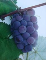 供應(yīng)出售四平釀酒葡萄苗基地，松原出售雙紅葡萄苗通化