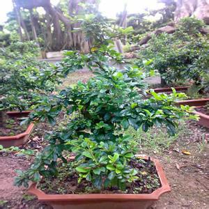 供應(yīng)福州福建茶價(jià)格