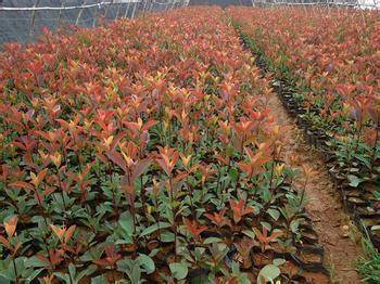 供應廈門紅葉石楠價格