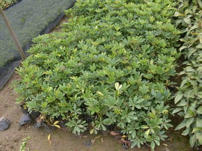 福州鴨腳木圖片