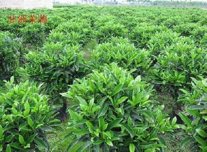 供應(yīng)廈門非洲茉莉價(jià)格