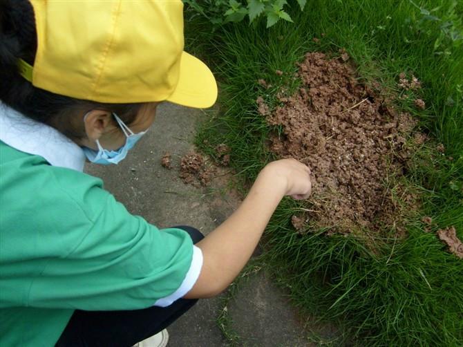 供應(yīng)南油殺蟲(chóng)公司 南油工廠滅鼠 南油宿舍殺臭蟲(chóng) 南油專業(yè)滅白蟻 金速來(lái)