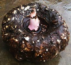 供應云南魔芋應