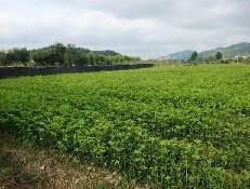 供应桂花树供应批发基地  湖南桂花树种植基地 广西桂花树大量批发图片