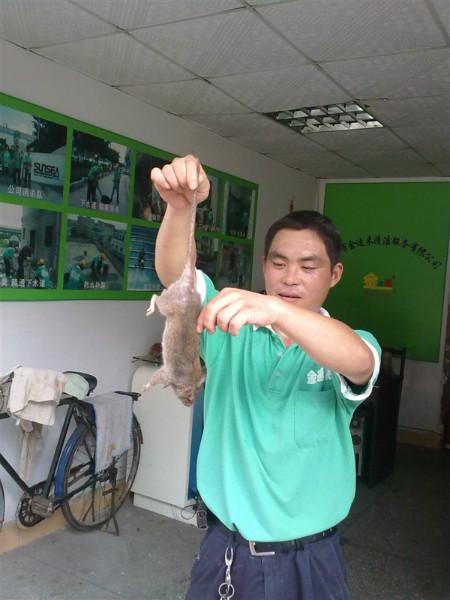 供應羅湖消殺公司 桂園寫字樓殺蟲 桂園寫字樓捕鼠 桂園殺蟲公司 金速來