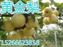 供應黃金梨基地，山東黃金價格