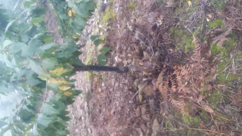 供應沐陽大櫻桃樹苗