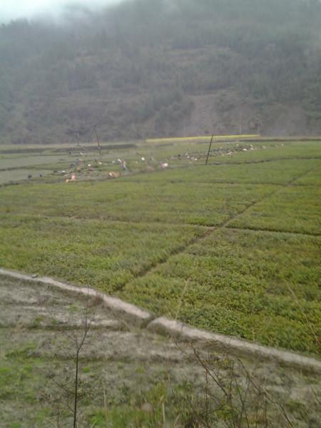 供應(yīng)出售瀘州烏牛早茶苗價(jià)格批發(fā)13881617874