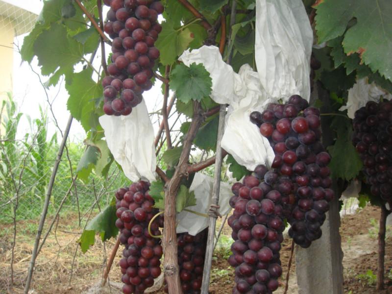 陜西葡萄苗批發(fā)|咸陽葡萄苗價(jià)格|咸陽葡萄苗哪家便宜