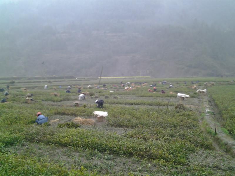 供應(yīng)出售福建安吉白茶茶苗價(jià)格批發(fā)13881617874