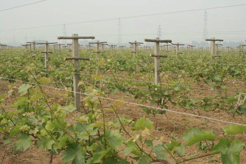 黑葡萄供应黑葡萄 酿酒葡萄黑葡萄采摘园 河北石家庄酿酒葡萄采摘园