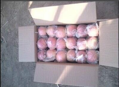 供應(yīng)陜西大荔早熟富士王蘋果紅富士蘋果