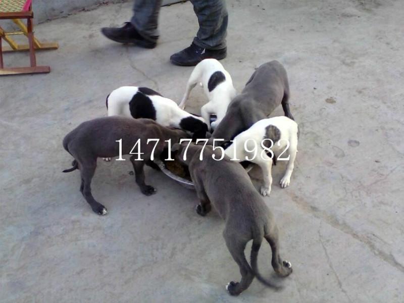 出售出售格力犬靈緹獵兔犬