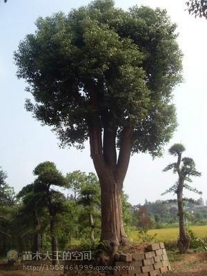 供應(yīng)全冠香樟，全冠香樟價格，全冠香樟大樹，湖南香樟
