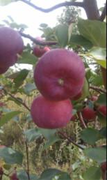 供應(yīng)吉林雞心果苗、內(nèi)蒙雞心果樹苗、黑龍江龍豐果樹苗