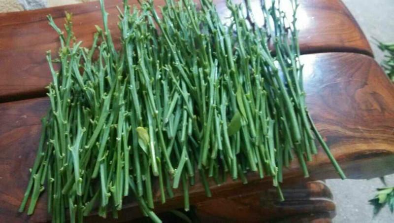 供應(yīng)優(yōu)質(zhì)東方紅橘苗枝條,荔浦優(yōu)質(zhì)東方紅橘苗枝條