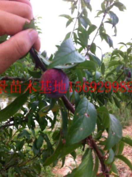 晚熟脆紅李嫁接苗圖片