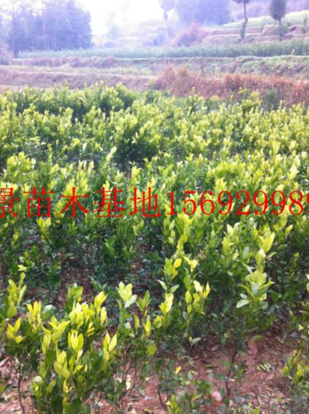 供應(yīng)椪柑苗柚子苗砂糖桔嫁接苗