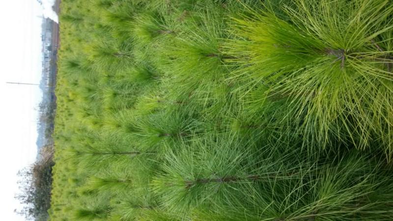 供應(yīng)江西奉新縣申報中國濕地松之鄉(xiāng)