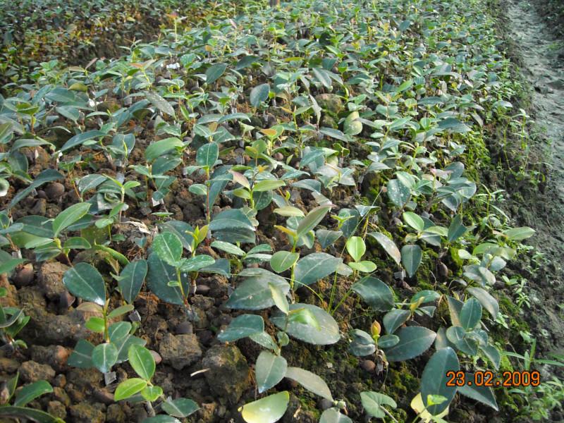 江西油茶江西油茶苗江西油茶江西油茶基地油茶种植技术图片