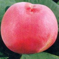 油桃苗中油4-14號油桃曙光油桃圖片