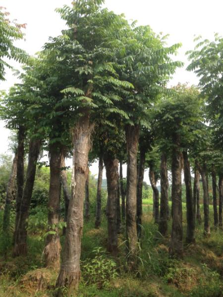 供應(yīng)再生欒樹,移栽再生欒樹報價
