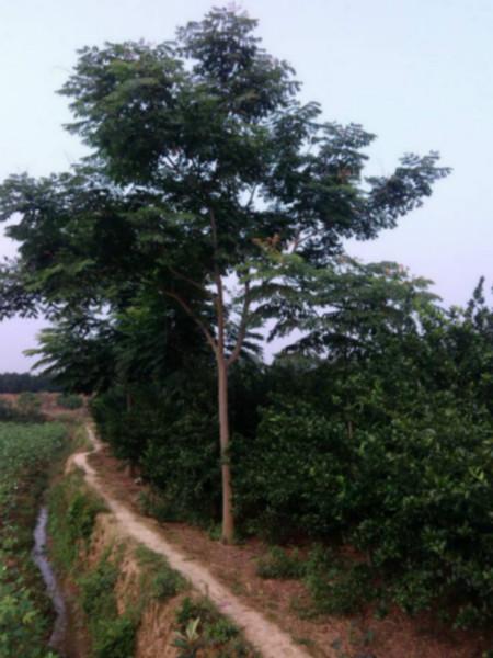 供應(yīng)再生欒樹,移栽再生欒樹報價