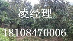 供应广玉兰批发价格，广玉兰，广玉兰报价