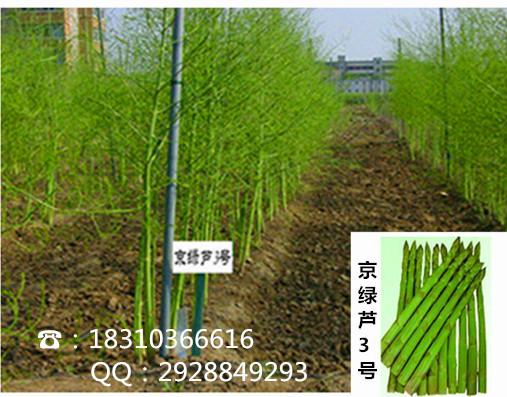 供应高产优质芦笋种子/京绿芦3号